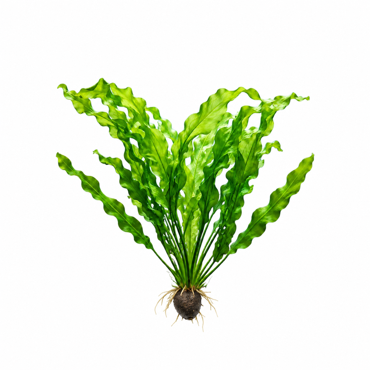 Aponogeton Ulvaceus Bulb – Live Freshwater Aquarium Plant