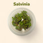 Salvinia Minima 5 Pack