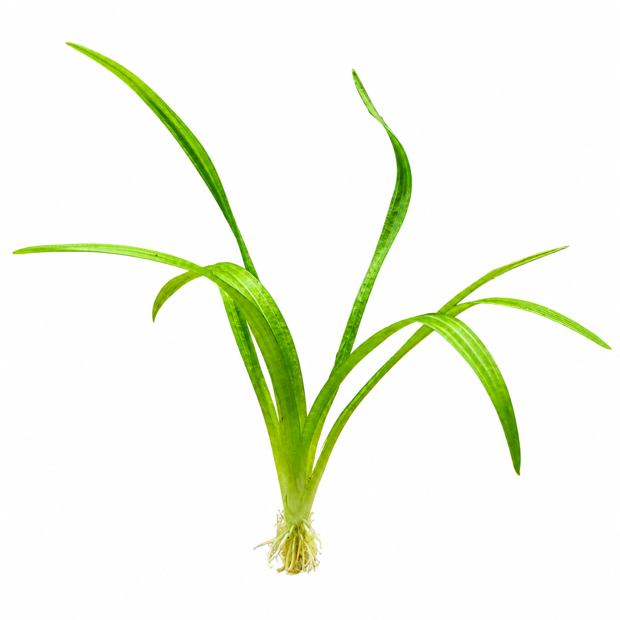 Dwarf Sagittaria (Sagittaria subulata) live aquarium plant with healthy green leaves and visible white roots, isolated on a white background.