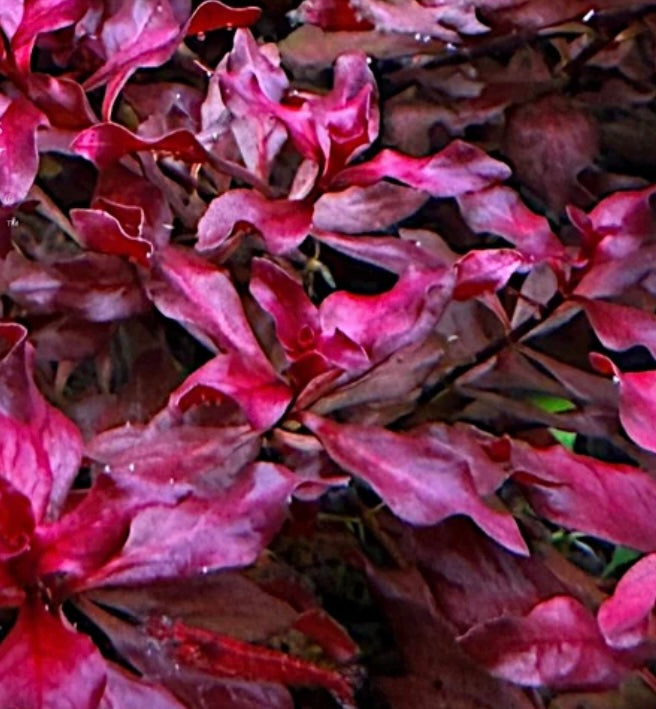 Close-up of dense pink and burgundy aquatic plant leaves with a few green leaves mixed in.