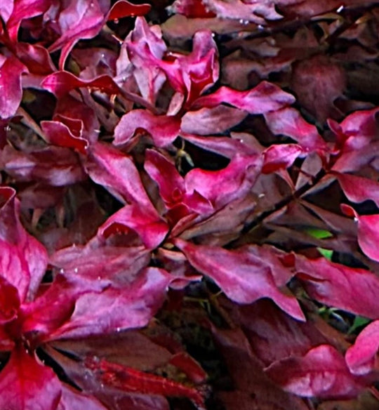 Close-up of dense pink and burgundy aquatic plant leaves with a few green leaves mixed in.