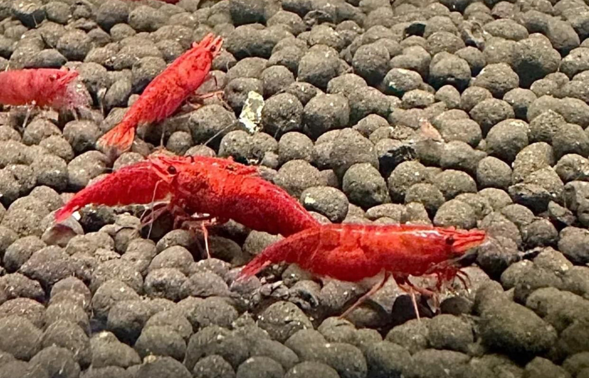 3 Fire Red Shrimp