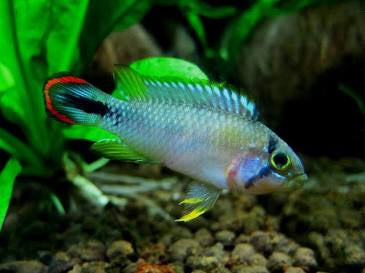 Apistogramma Panduro – Blue Panda Dwarf Cichlid Juveniles Locally Bred