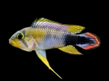 Apistogramma Panduro – Blue Panda Dwarf Cichlid Juveniles Locally Bred