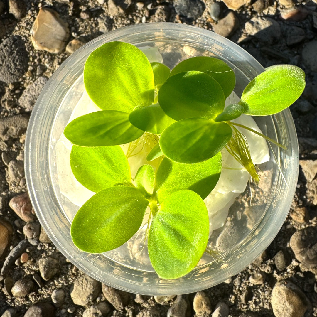 “Live water lettuce floating plant (Pistia stratiotes) in deli cup, bright green rosettes with trailing roots, ideal for freshwater aquariums, betta fish tanks, shrimp tanks, and natural pond or aquarium filtration.