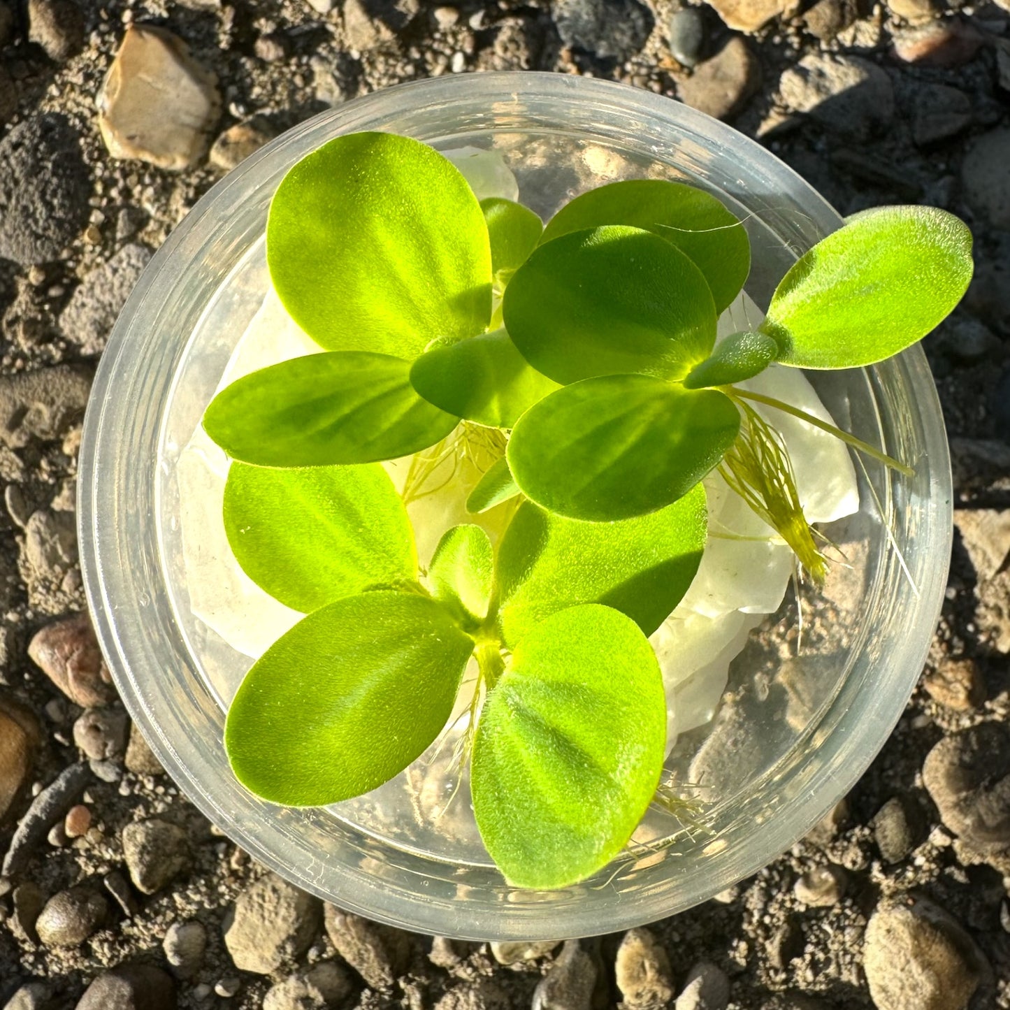 “Live water lettuce floating plant (Pistia stratiotes) in deli cup, bright green rosettes with trailing roots, ideal for freshwater aquariums, betta fish tanks, shrimp tanks, and natural pond or aquarium filtration.