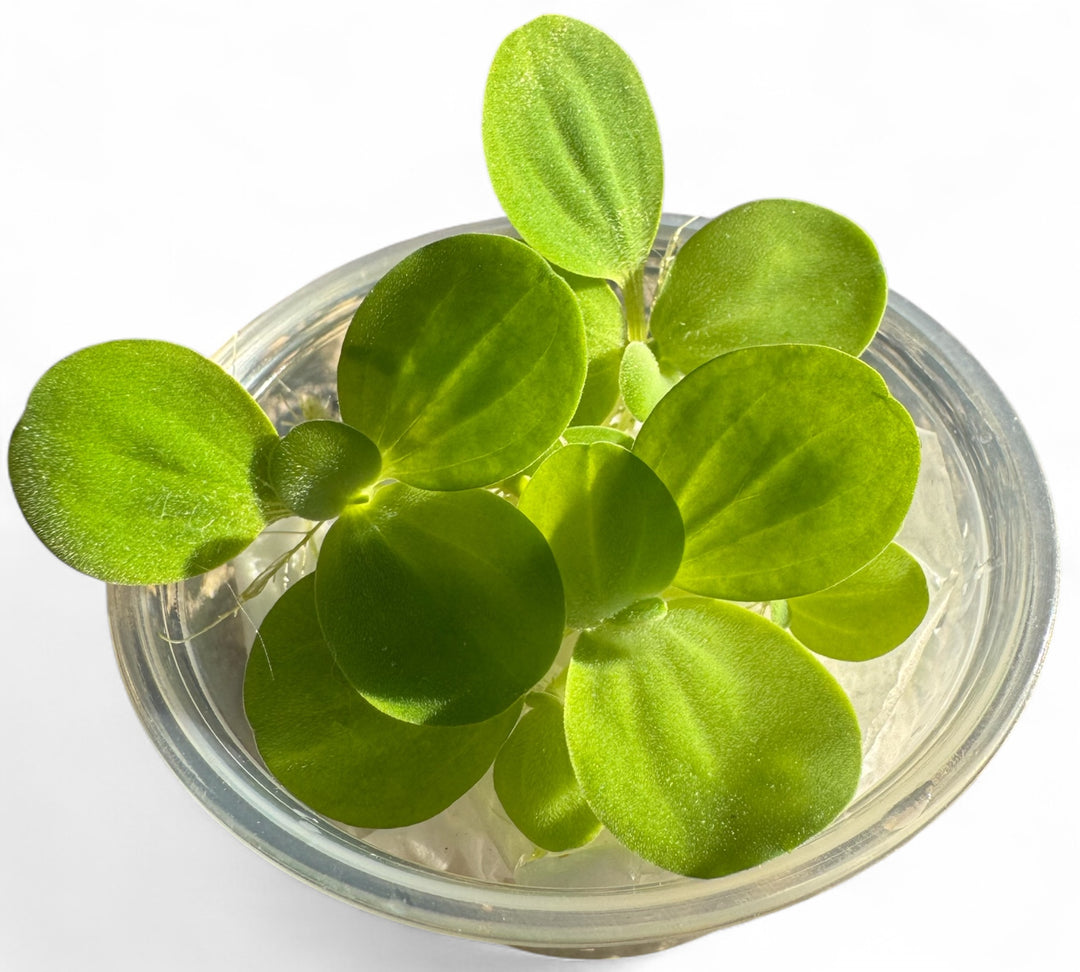 Live water lettuce aquarium floating plant (Pistia stratiotes) in deli cup, bright green rosettes with soft velvety leaves, perfect for freshwater aquariums, betta tanks, shrimp tanks, and natural filtration.
