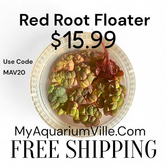 Red Root Floaters -  Plants Bundle - Free Shipping, Aquarium Floating Plants, Live Aquatic for Planted Tank