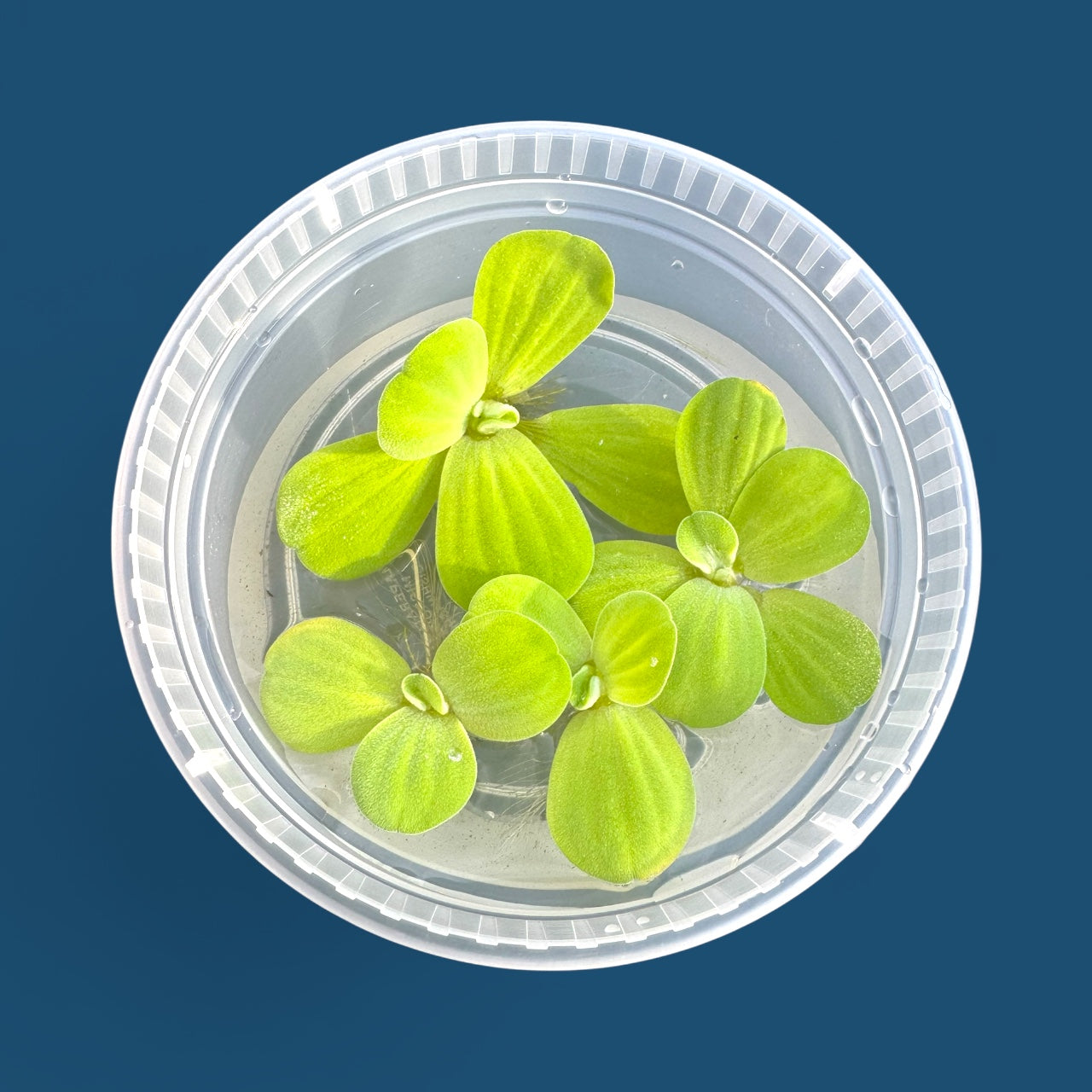 Dwarf Water Lettuce Bundle, Live Floating Aquarium and Pond Plants