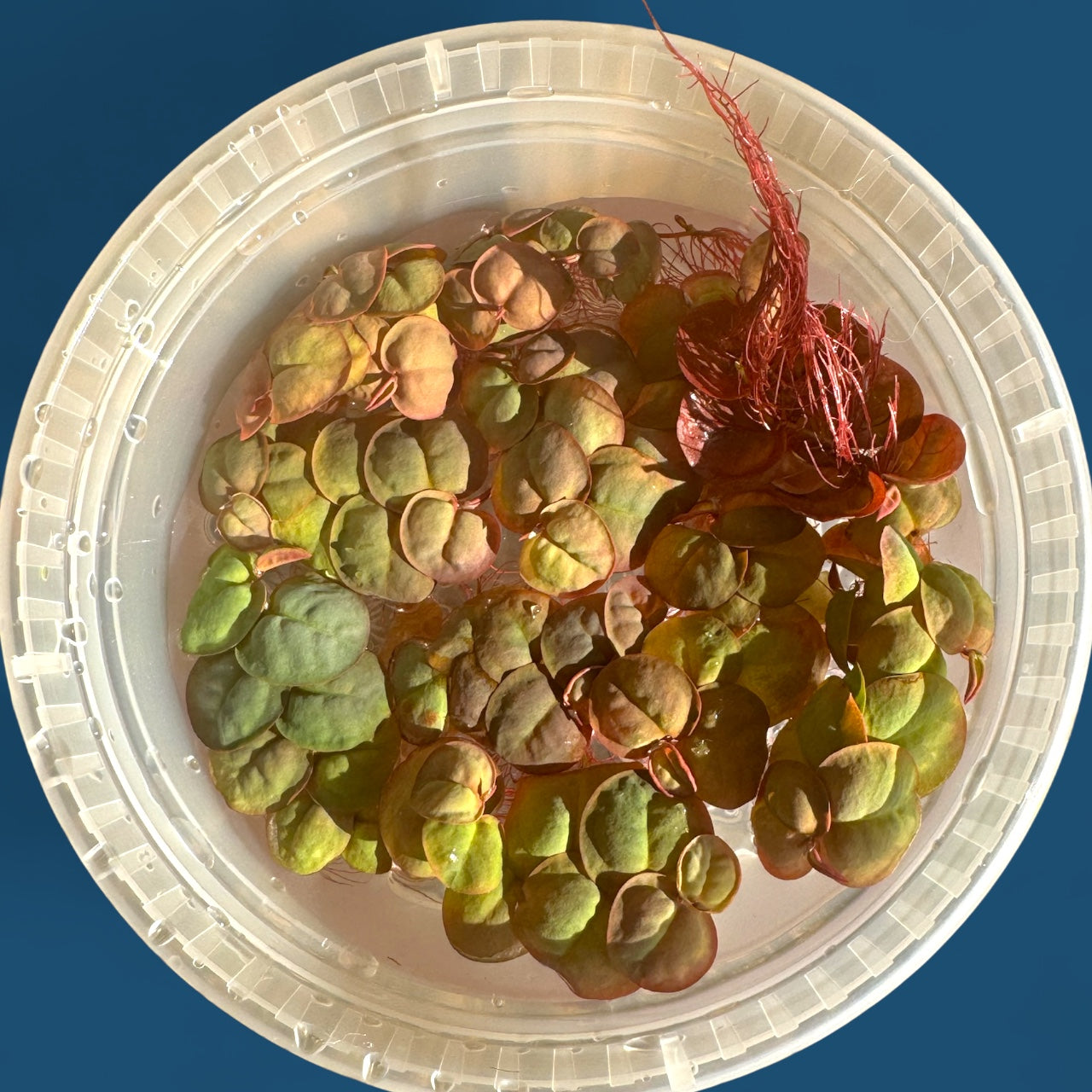 6 Pack Red Root Floaters, Beginner Aquarium Floating Plant, Live Aquatic for Planted Tank