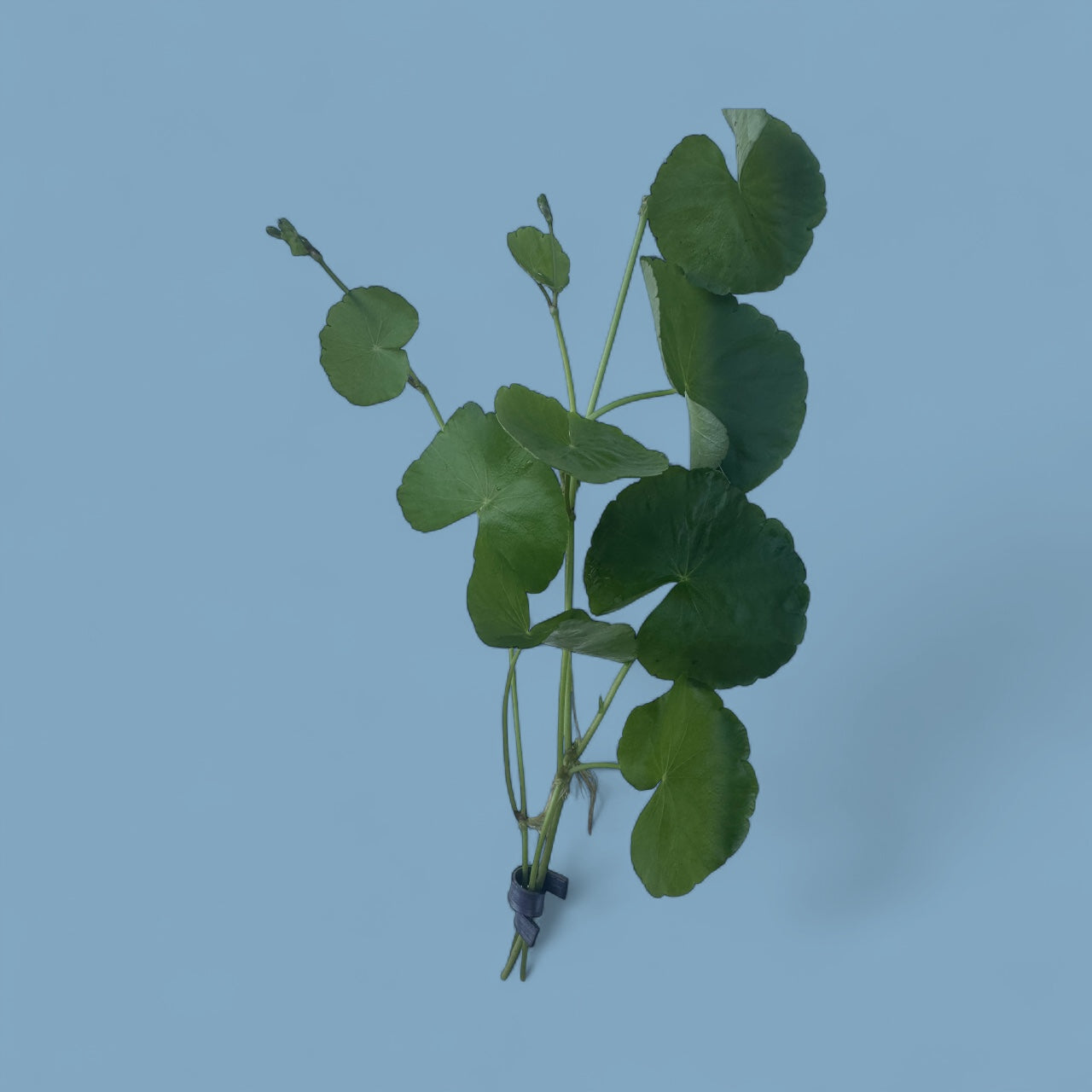 Hydrocotyle Pennywort – Live Aquatic Stem Plant (3 Six-Inch Stems with Weight)