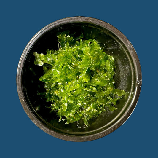 Subwassertang Moss Golf Ball Size Round Pellia Loma Fern Live Aquatic Floating or Forefround Plant