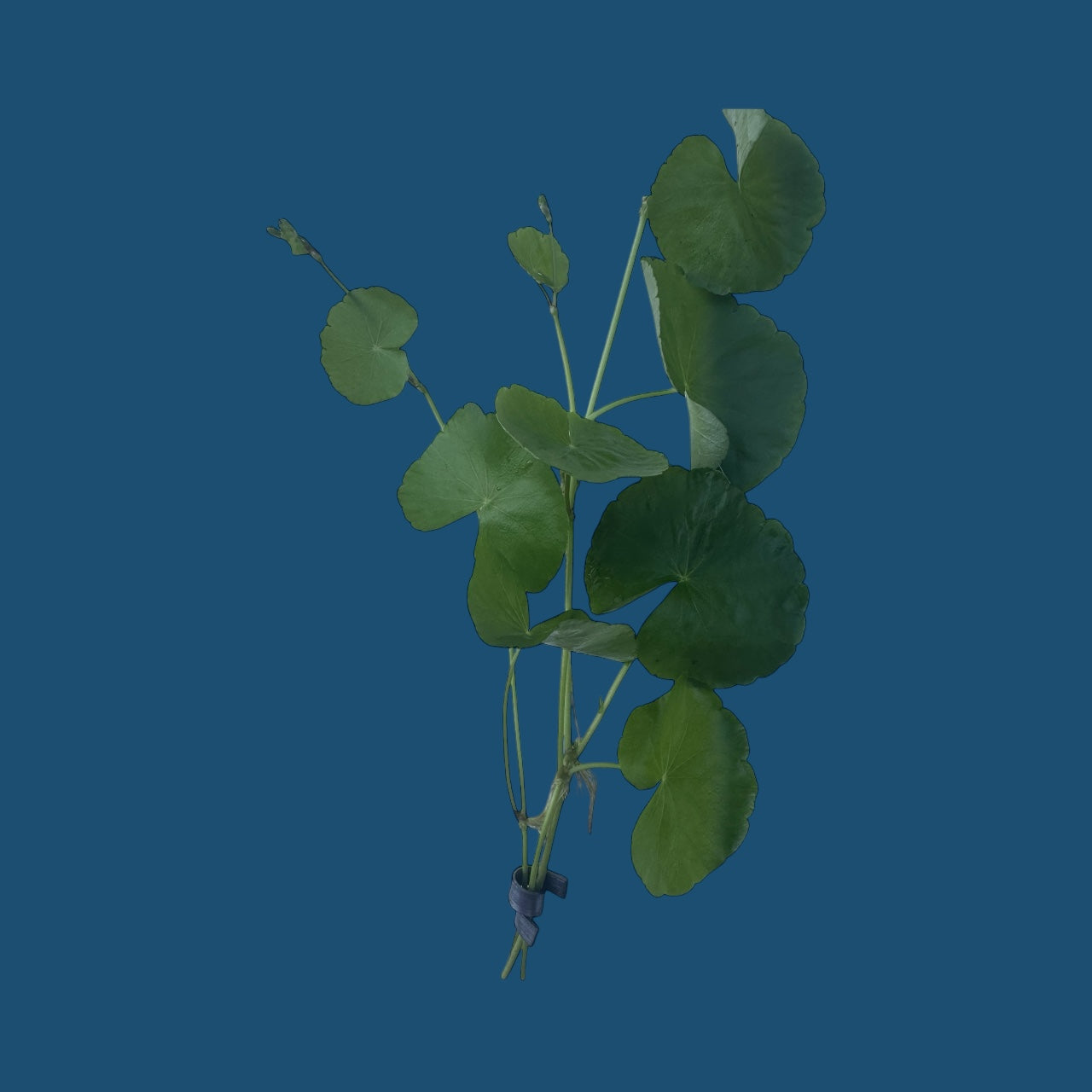 Hydrocotyle Pennywort – Live Aquatic Stem Plant (3 Six-Inch Stems with Weight)