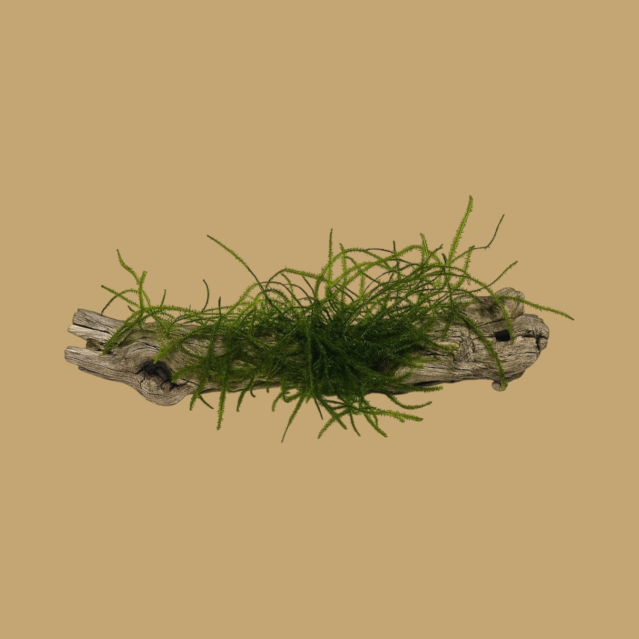 Green moss on a piece of driftwood against a beige background