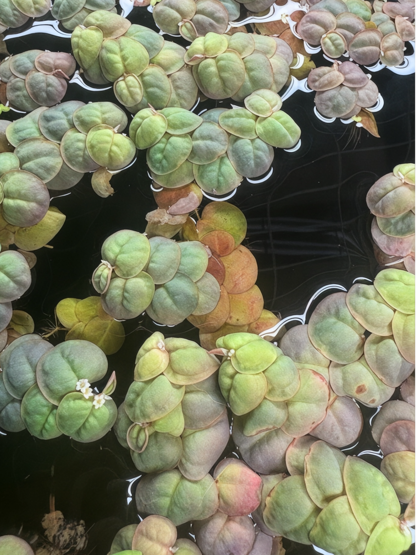 Aquarium Floating Plant Bundle – 6 Live Plants (2 Red Root, 2 Frogbit, 2 Salvinia) – Freshwater Aquascape Variety Pack