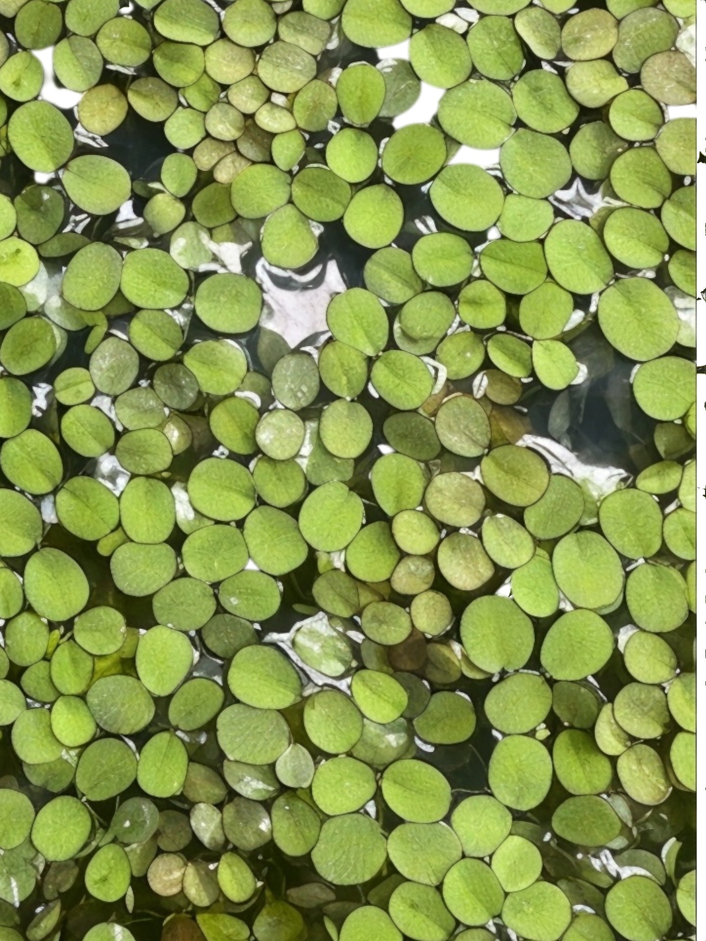 Aquarium Floating Plant Bundle – 6 Live Plants (2 Red Root, 2 Frogbit, 2 Salvinia) – Freshwater Aquascape Variety Pack