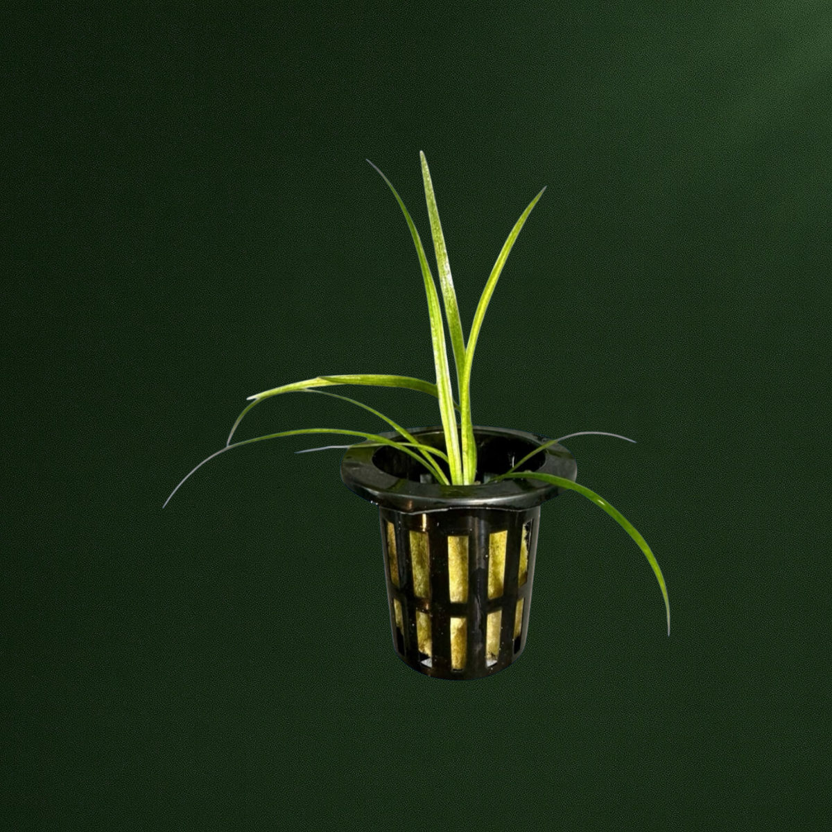 Live aquarium foreground plant dwarf sagittaria, Subulata, also known as needle sagittaria, hardy,easy growing carpeting plant