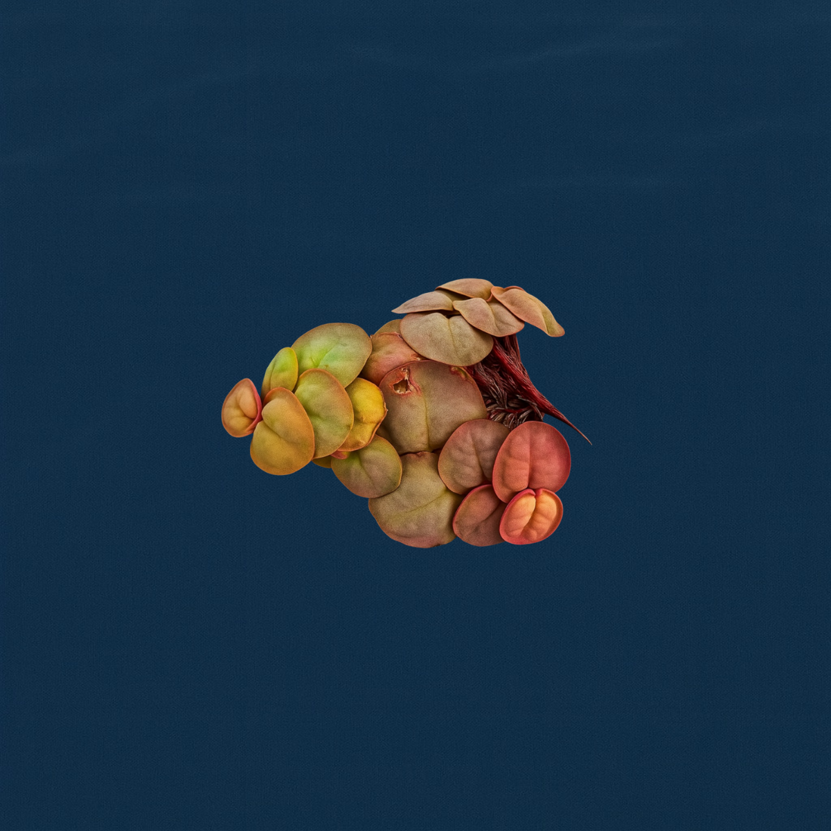 Red root floaters (Phyllanthus fluitans) with vibrant red roots and round leaves in shades of green, yellow, and red displayed on an ocean blue background.