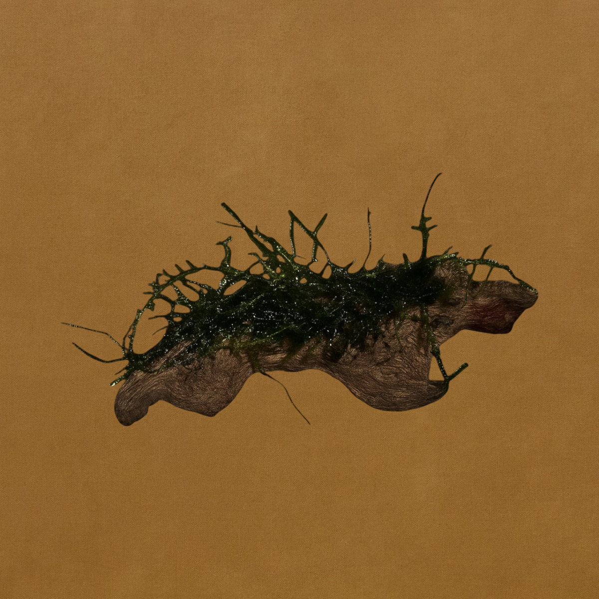 Coral Driftwood with Moss for Aquariums – 3-5 inch Natural Hardscape for Aquascaping, Planted Tanks, Shrimp, Nano Tanks