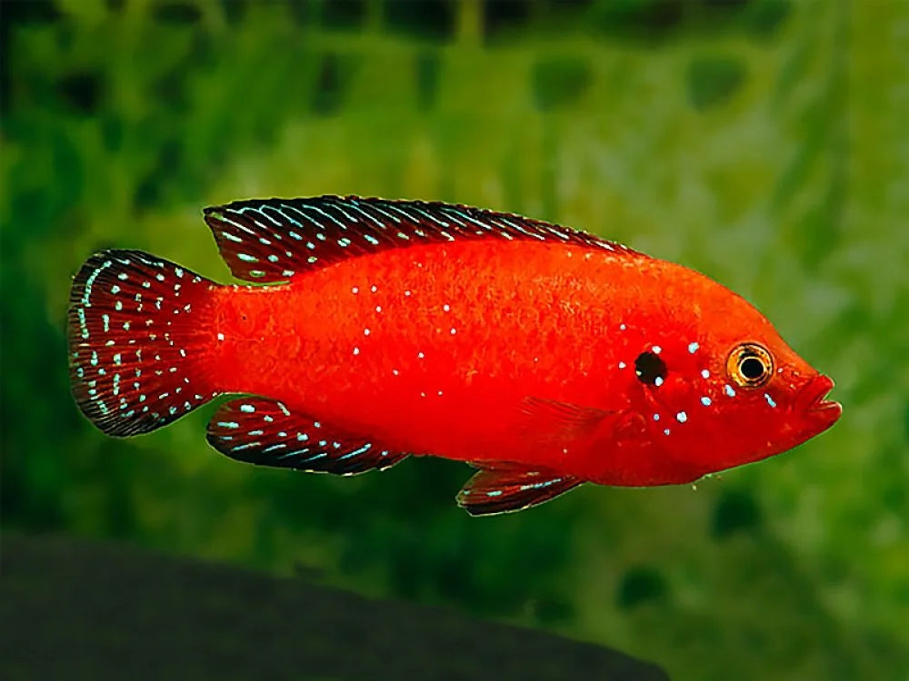 Male Turkana Jewel Cichlid closeup