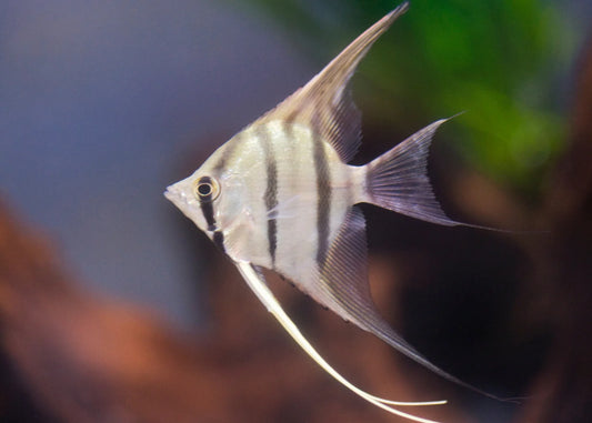 Juvenile silver angel fish