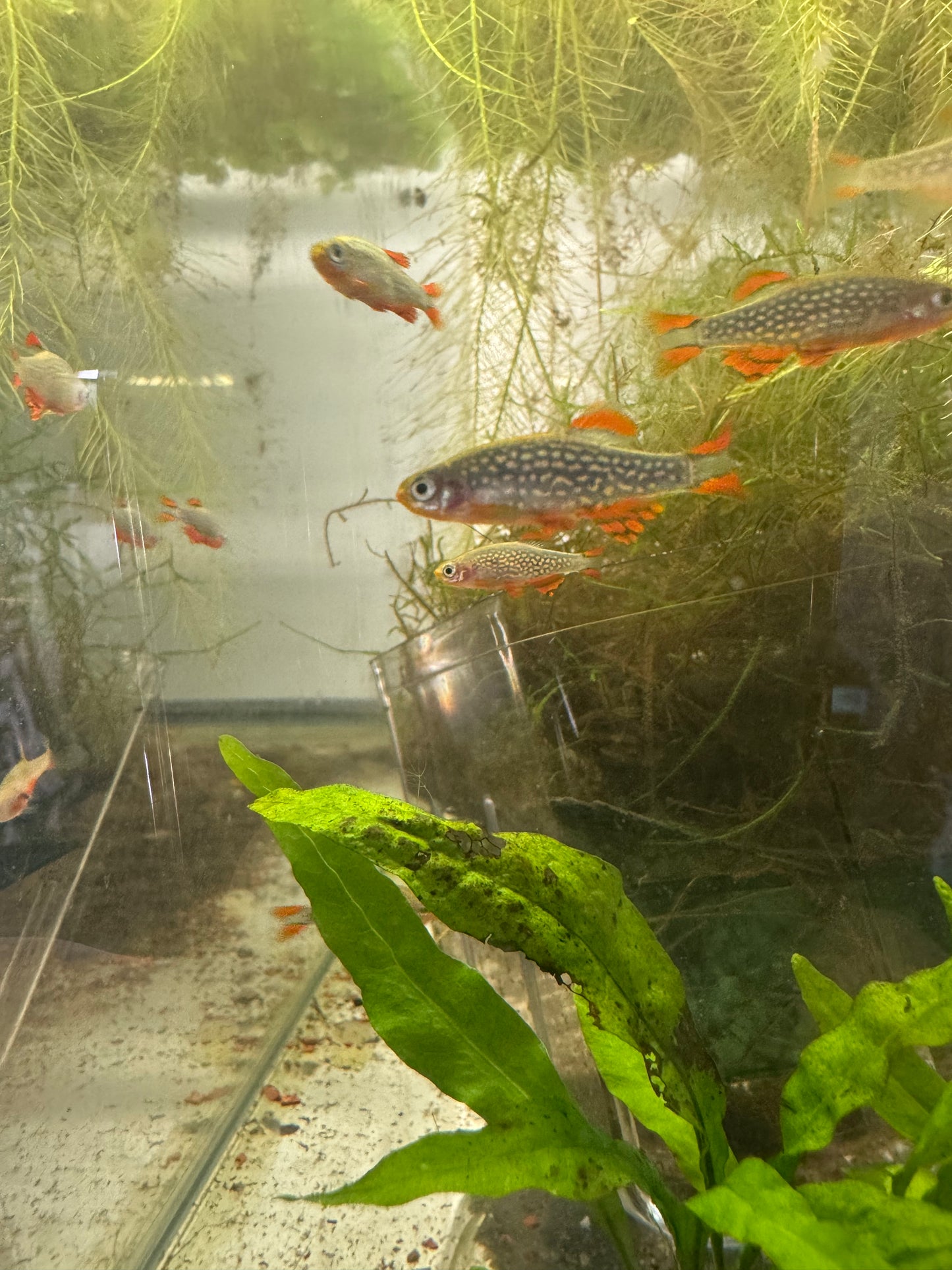Celestial Pearl Danio (CPD) / Galaxy Rasbora — AquariumVille Bred