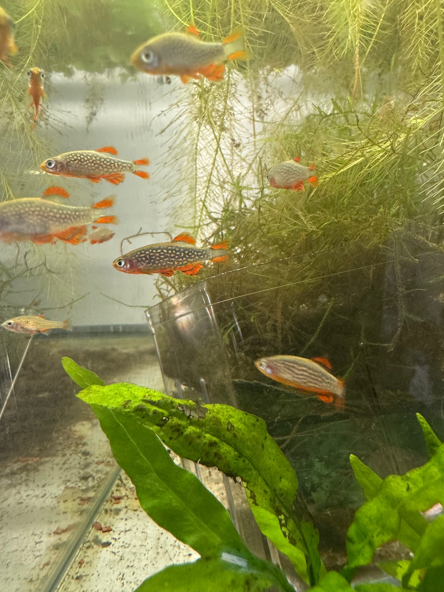 Celestial Pearl Danio (CPD) / Galaxy Rasbora — AquariumVille Bred
