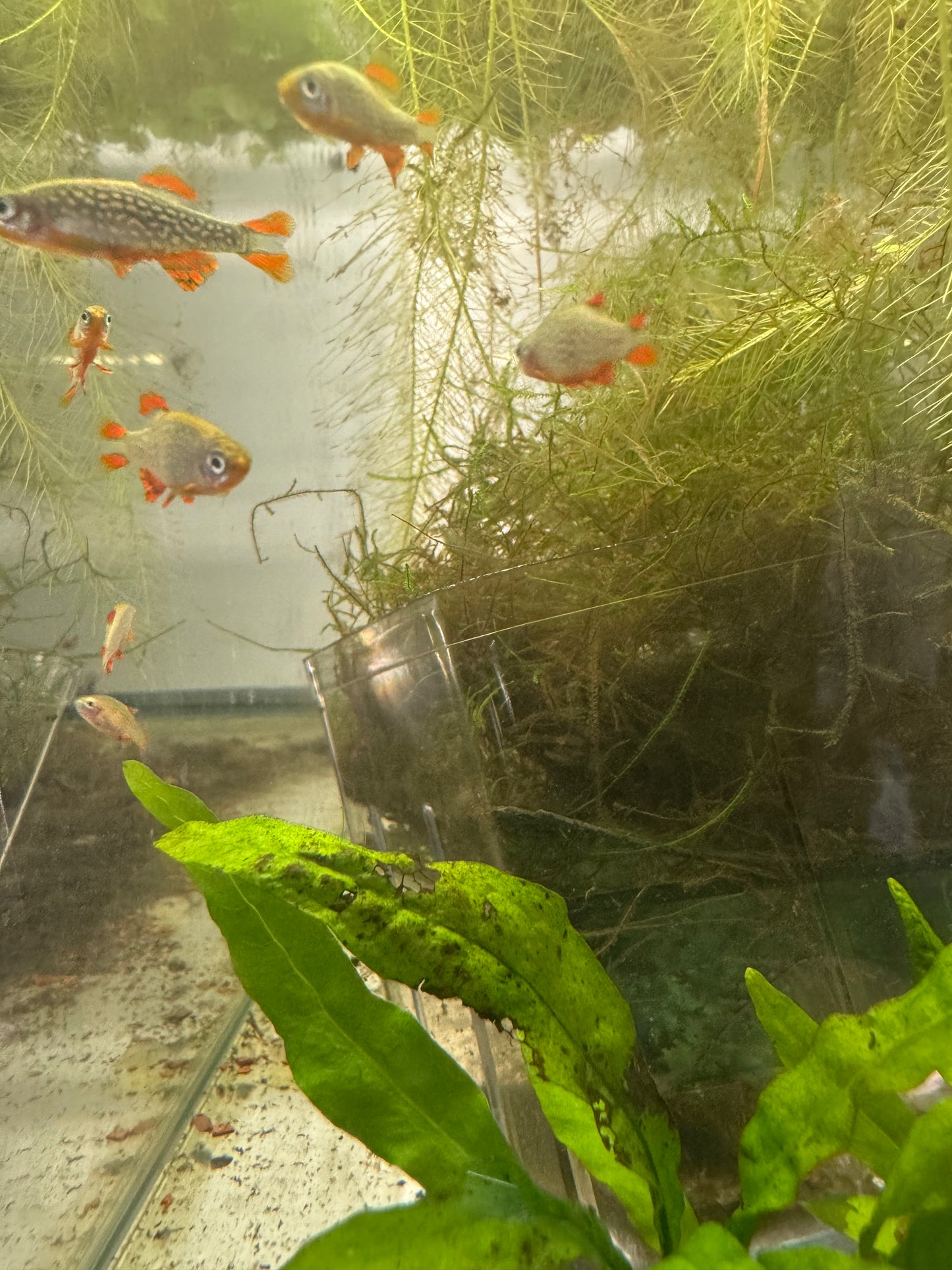 Celestial Pearl Danio (CPD) / Galaxy Rasbora — AquariumVille Bred