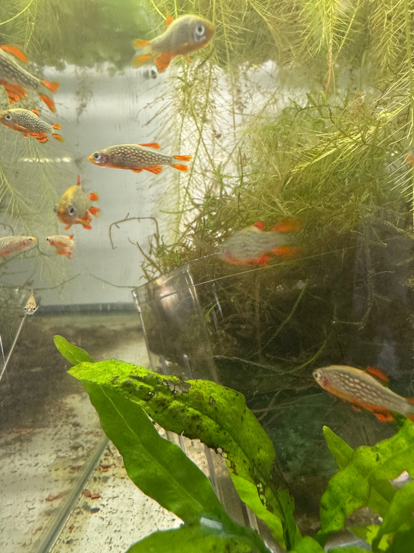 Celestial Pearl Danio (CPD) / Galaxy Rasbora — AquariumVille Bred