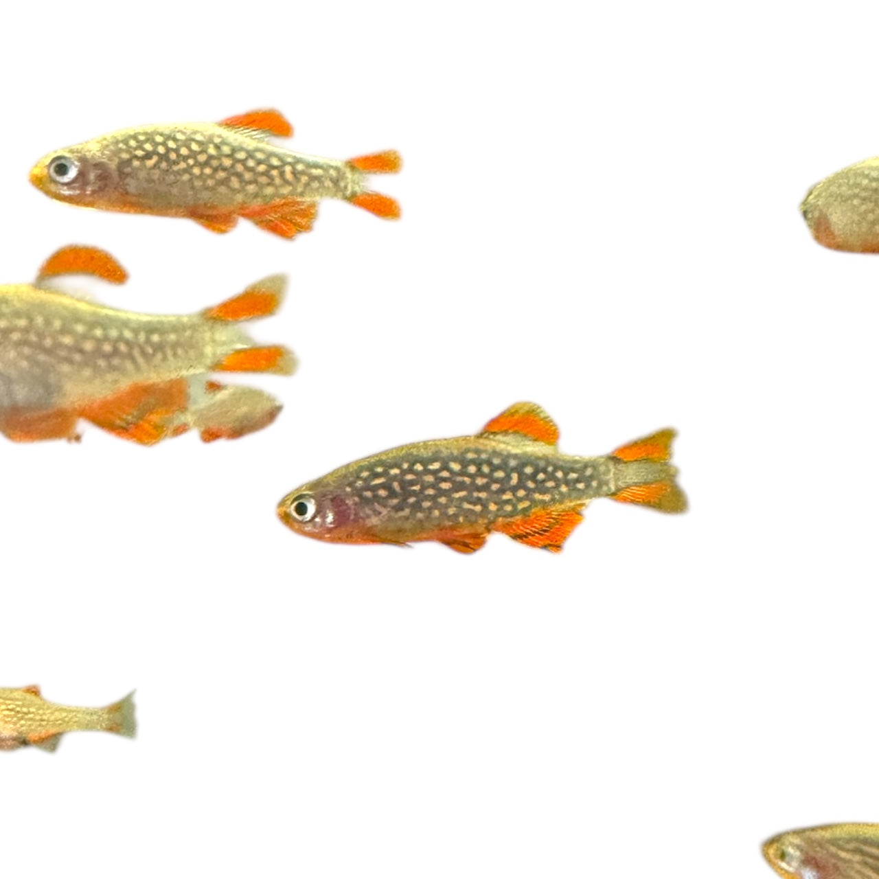 Celestial Pearl Danio (CPD) / Galaxy Rasbora — AquariumVille Bred