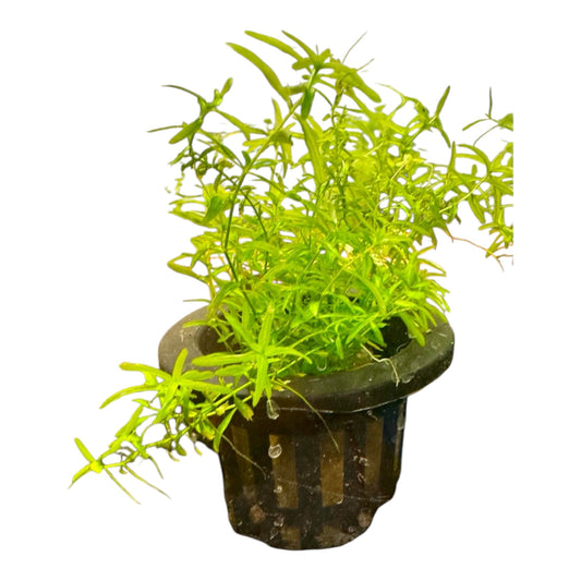 Potted Pearl Weed (Hemianthus micranthemoides) aquarium plant with bright green, fine-leaved stems overflowing from a black plastic mesh pot.
