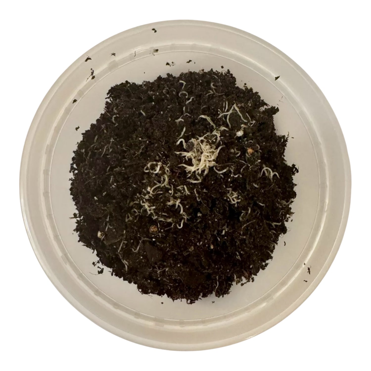 White worm culture in a plastic container with soil substrate and visible live worms on the surface, used as live food for aquarium fish.