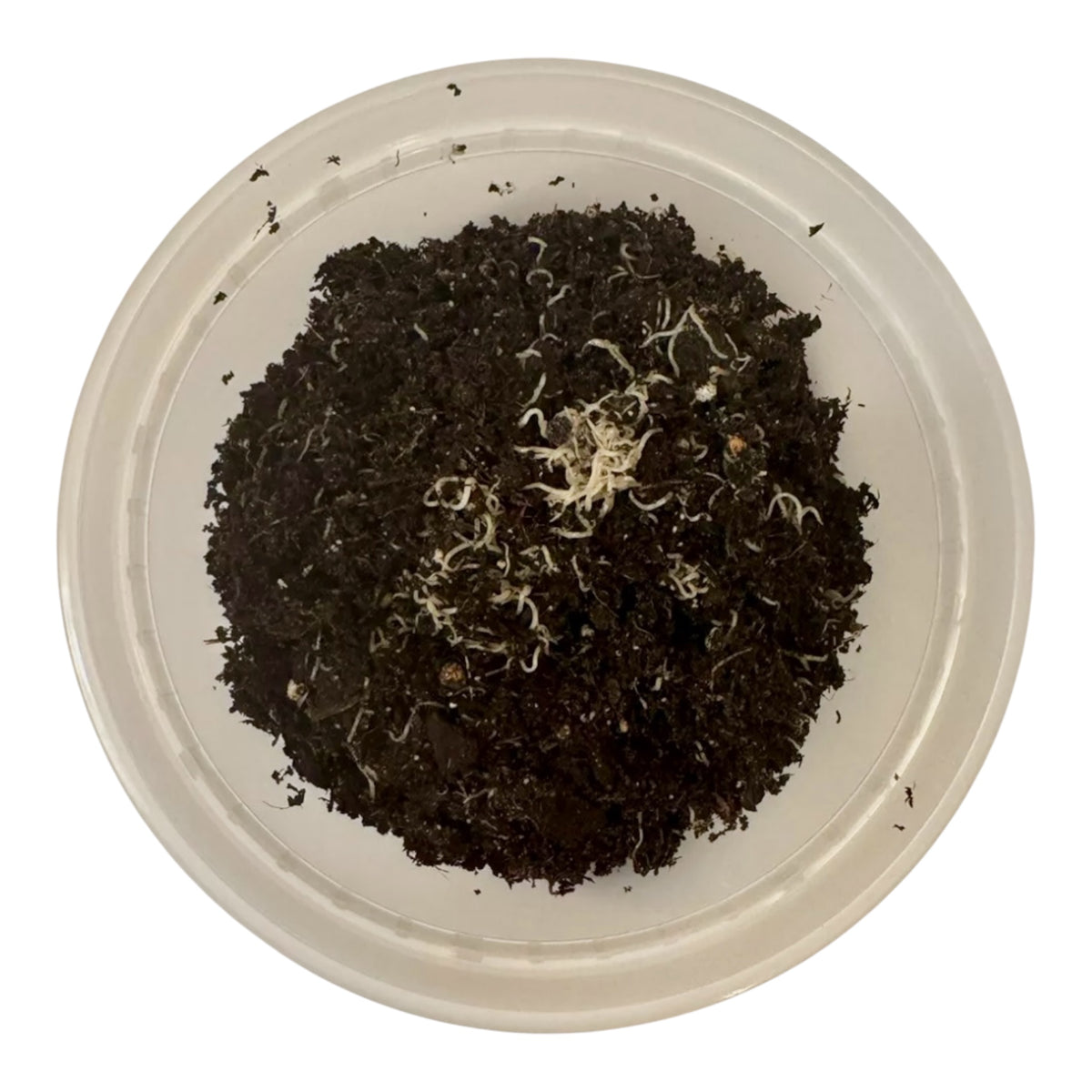 White worm culture in a plastic container with soil substrate and visible live worms on the surface, used as live food for aquarium fish.