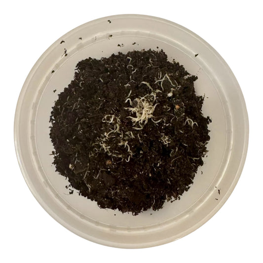 White worm culture in a plastic container with soil substrate and visible live worms on the surface, used as live food for aquarium fish.
