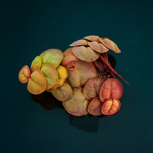Red root floaters (Phyllanthus fluitans) with vibrant red roots and round leaves in shades of green, yellow, and red displayed on an ocean blue background.