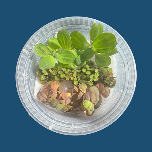 Top view of live aquarium floating plants — Red Root Floater, Salvinia, and Water Lettuce — in a clear deli cup against an ocean blue background.