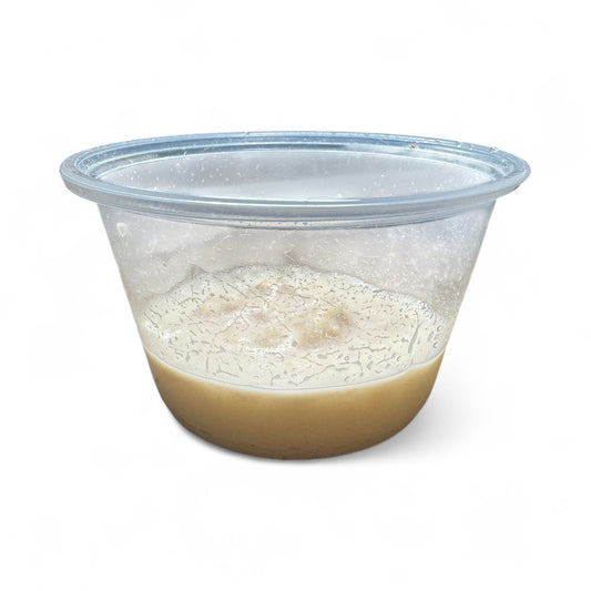 Walter Worm Starter Culture (2 Pack) – Live Fish Food for Fry, Betta, and Nano Fish | AquariumVille