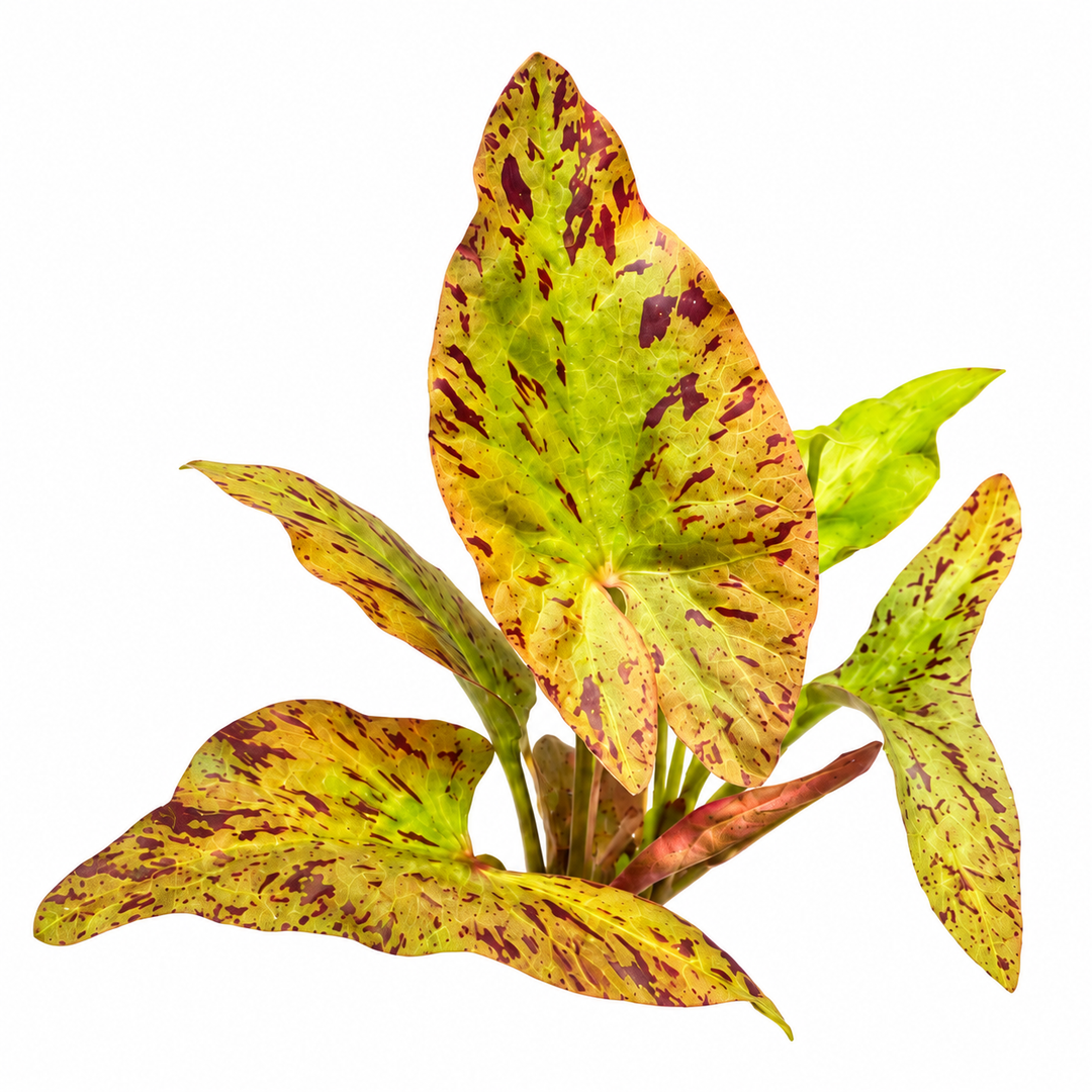Green tiger lotus grown from a bulb, with broad yellow-green leaves marked by burgundy speckles.