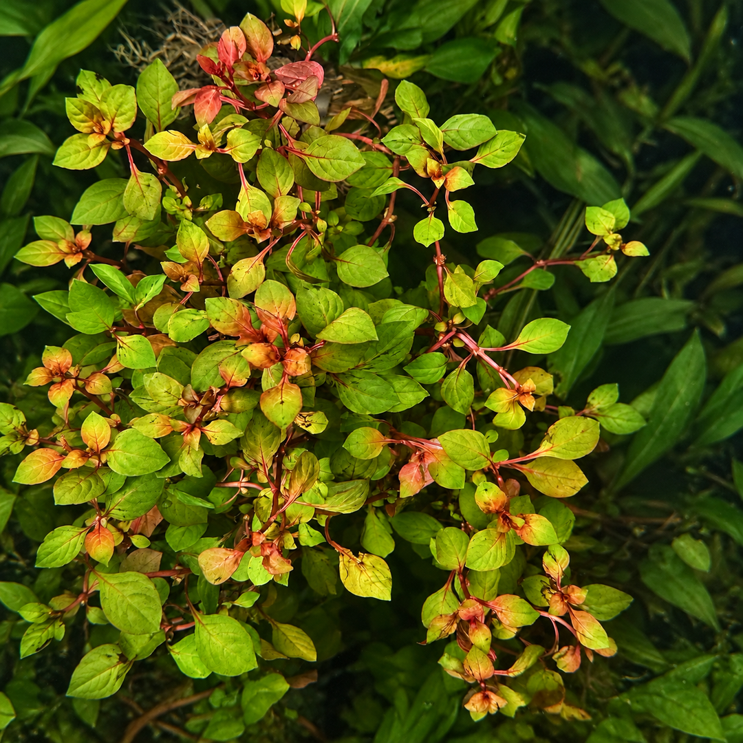 Ludwigia Super Red Mini with small green and reddish leaves growing in a planted aquarium.