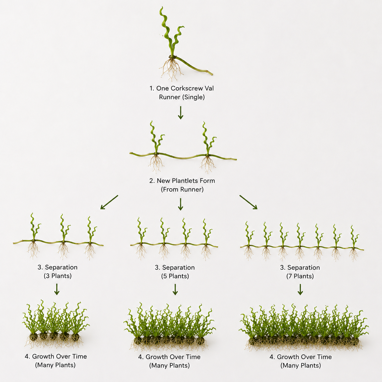Illustration showing how corkscrew vallisneria aquarium plants spread through runners, starting from one rooted plant and multiplying into multiple connected plantlets with roots on a white background.