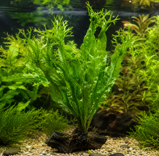 Java fern Windelov aquarium plant attached to driftwood in a freshwater planted tank, featuring bright green lace-like leaf tips surrounded by aquatic plants and gravel substrate.