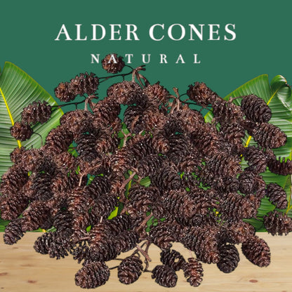 Alder Cones