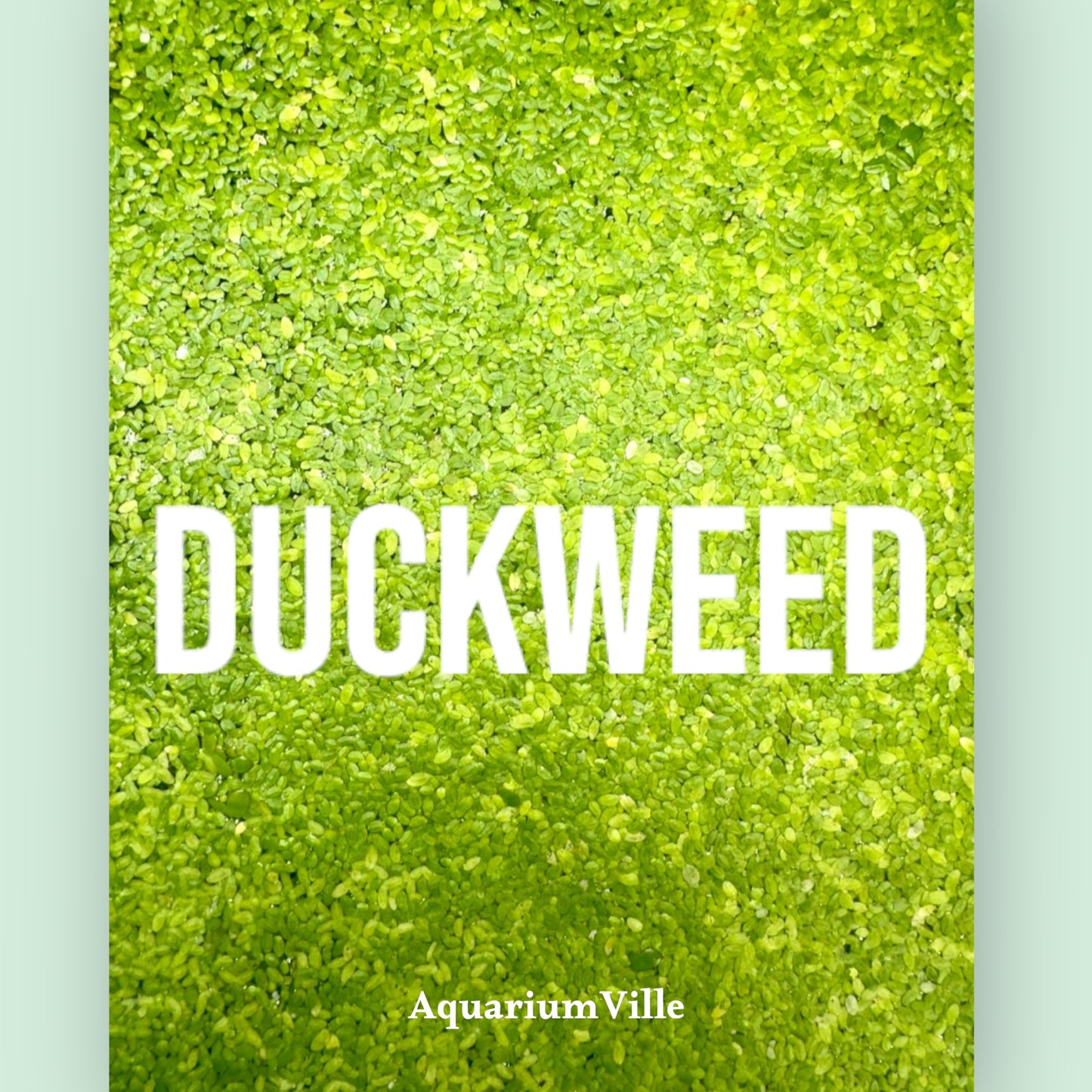 Duckweed live aquatic floating plant fertilizer