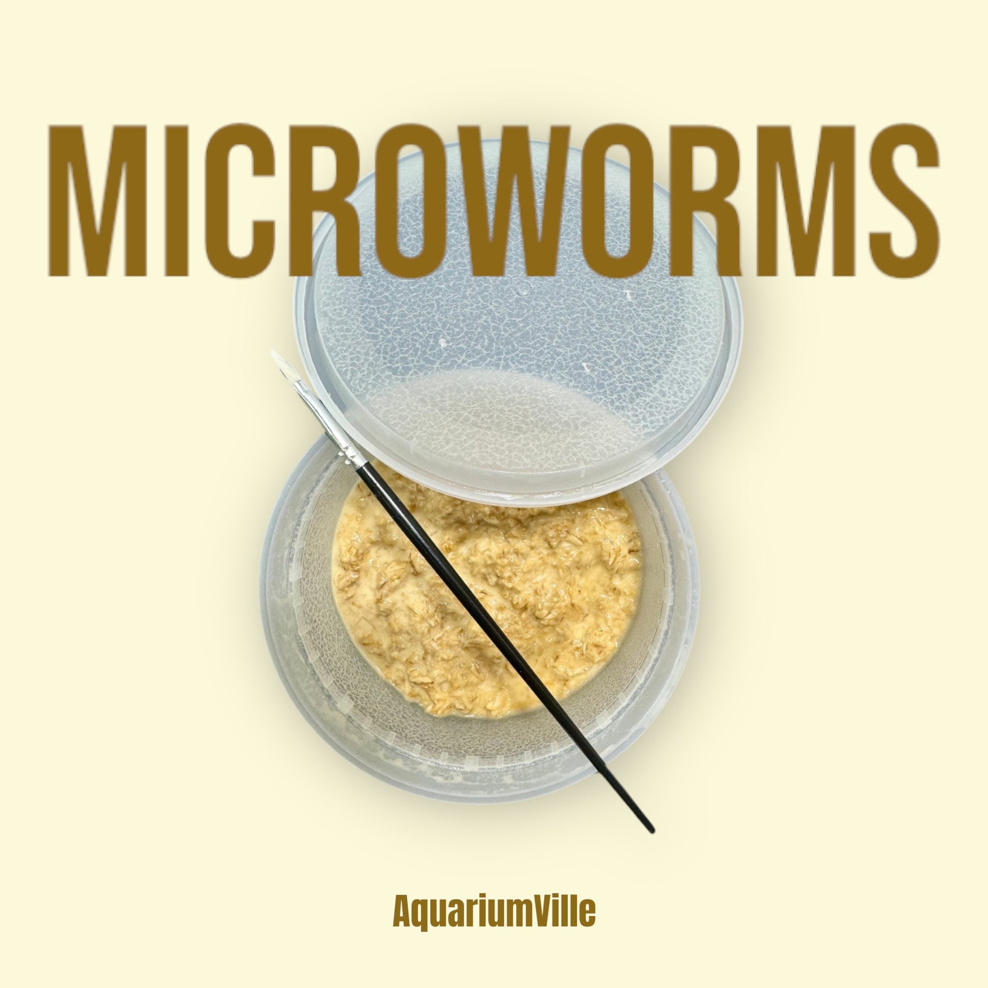 Live Microworm culture