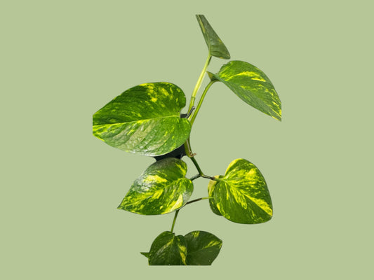 Pothos house plant