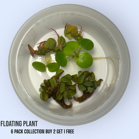 Aquarium Live Floating plant variety pack