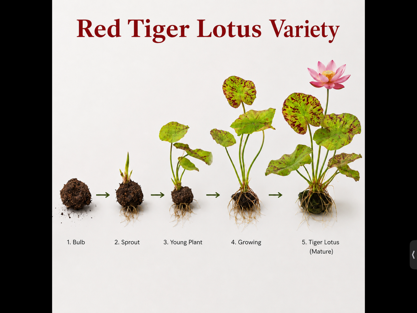 Anacharis, Dwarf Sagittaria & Red Tiger Lotus Bulb Bundle | Live Aquarium Plants