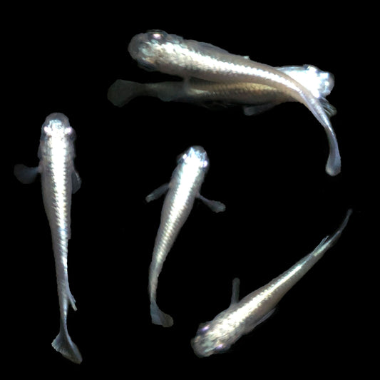 Platinum Blue Miyuki Medaka (Japanese Rice Fish) — 3 Pack