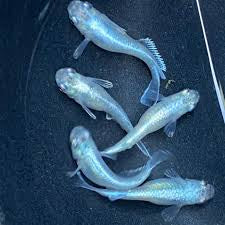Platinum Blue Miyuki Medaka (Japanese Rice Fish) — 3 Pack