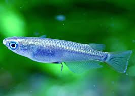 Platinum Blue Miyuki Medaka (Japanese Rice Fish) — 3 Pack